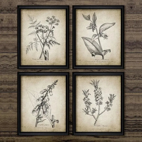 Botanische poster vintage - Vintage shop