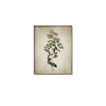 Blumen poster vintage - Vintage shop