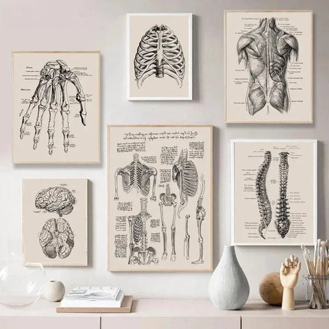 Anatomie poster vintage - Vintage shop